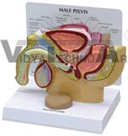 Male Pelvis Model cross section with Prostate